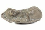 Bargain, Enrolled Asaphus Trilobite - Russia #363254-1